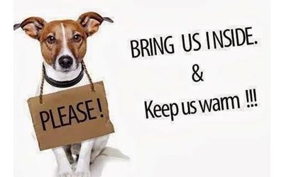 Cold Weather Animal Safety